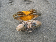 strandkrab + eitjes