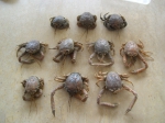Decapoda