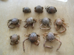 Schaaldieren