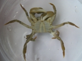 Hemigrapsus takanoi - male, author: Nuyttens, Filip