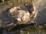 Hemigrapsus takanoi  - female, author: Nuyttens, Filip