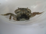 Hemigrapsus takanoi - female, author: Nuyttens, Filip