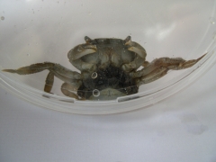 Schaaldieren