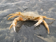 Schaaldieren
