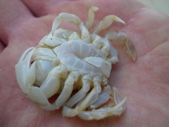 Schaaldieren