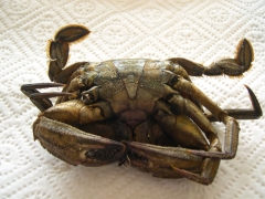 Schaaldieren
