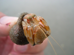 Dieren