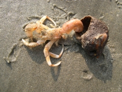Schaaldieren