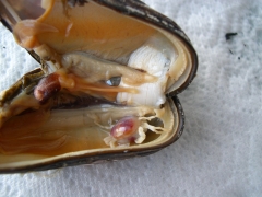 Schaaldieren