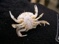 Schaaldieren