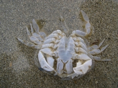 Schaaldieren