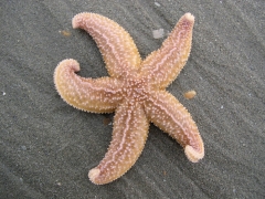 Stekelhuidigen