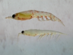 Euphausiacea
