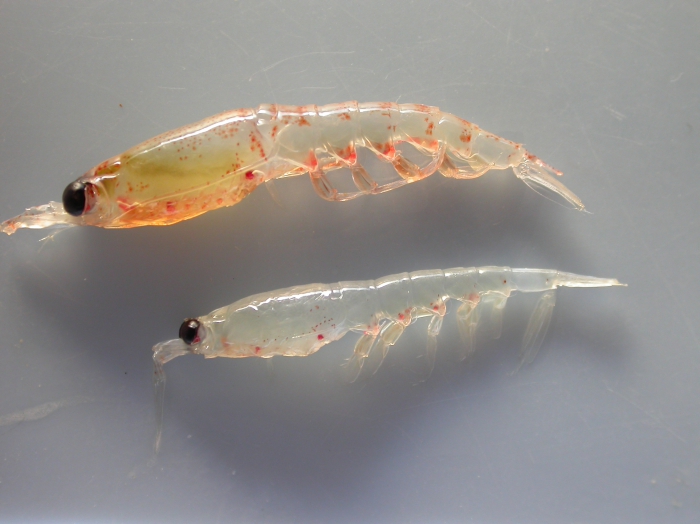 Thysanoessa - krill Thysanoessa - krill