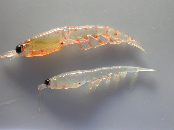 Thysanoessa - krill