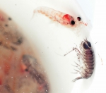 Amphipoda