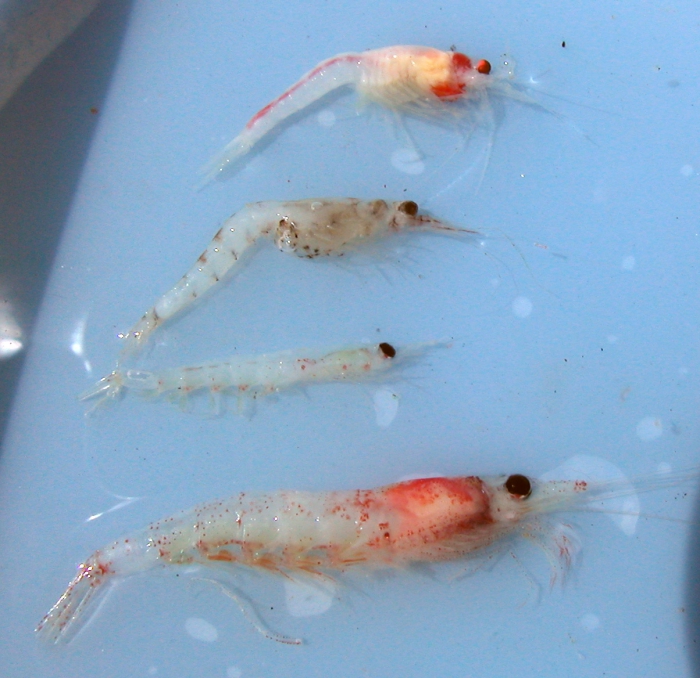 Krill and other zooplankton Krill and other zooplankton