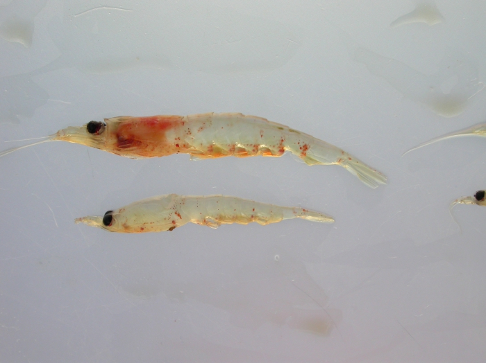 Krill-pair