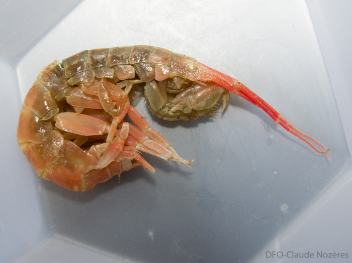 Ceradocus torelli - frozen specimen Ceradocus torelli - frozen specimen