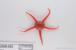 Echinoderms
