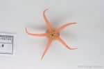Brittle stars