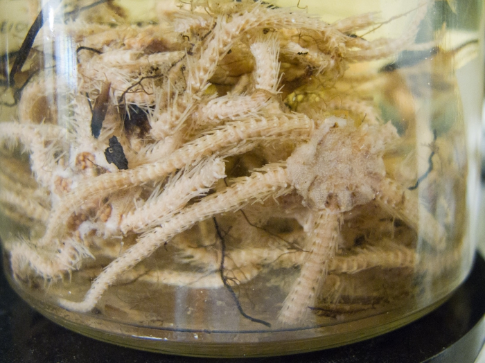 Ophiacantha bidentata - preserved, aboral Ophiacantha bidentata - preserved, aboral