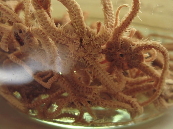 Ophiacantha bidentata - preserved, oral view Ophiacantha bidentata - preserved, oral view
