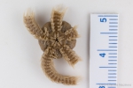 Echinoderms
