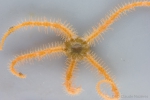 Ophiacantha bidentata - fresh, author: Nozes, Claude