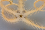 Brittle stars