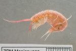 Macroalgae