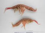 Ceradocus torelli - pair, author: Nozes, Claude
