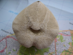 Stekelhuidigen