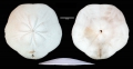 Arachnoides tenuis
