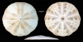 Fellaster zelandiae