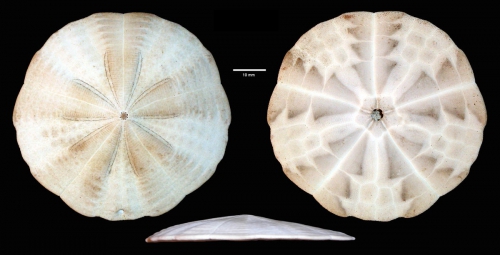 Fellaster zelandiae Fellaster zelandiae