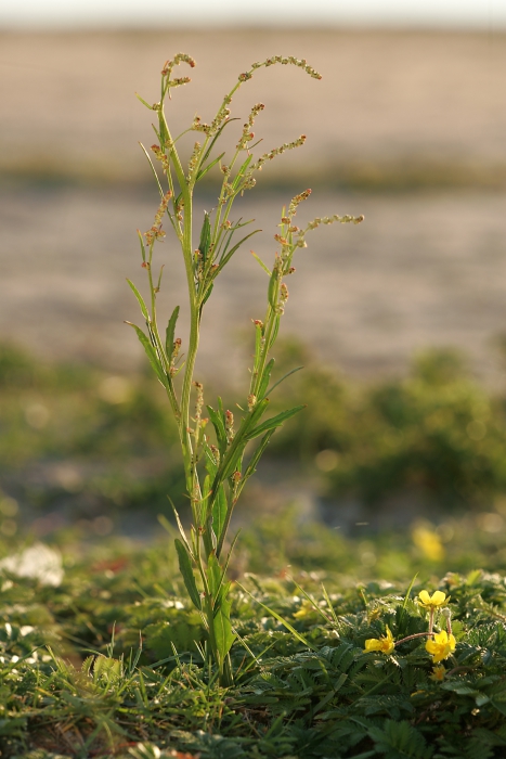 Strandmelde