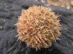 Psammechinus miliaris, author: Nuyttens, Filip Psammechinus miliaris, author: Nuyttens, Filip