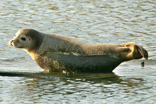 Gewone zeehond