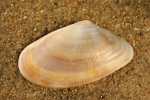 Mollusca (molluscs)