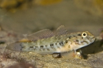 Gobius paganellus