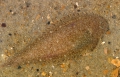 Pleuronectiformes