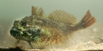 Perciformes