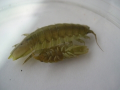 Schaaldieren