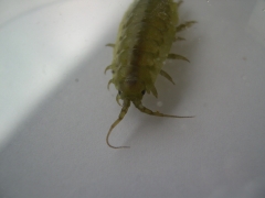 Dieren