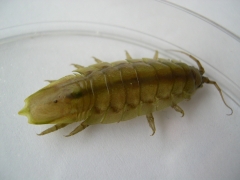Dieren