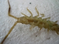 Isopoda