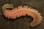 Polychaeta