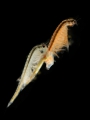Branchiopoda
