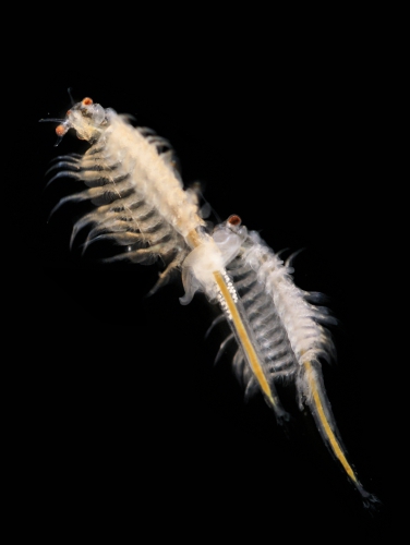 Artemia sp. Artemia sp.